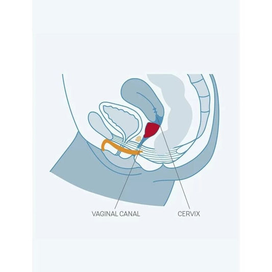 FUN FACTORY - COPO DIVERTIDO TAMANHO ÚNICO B UVA